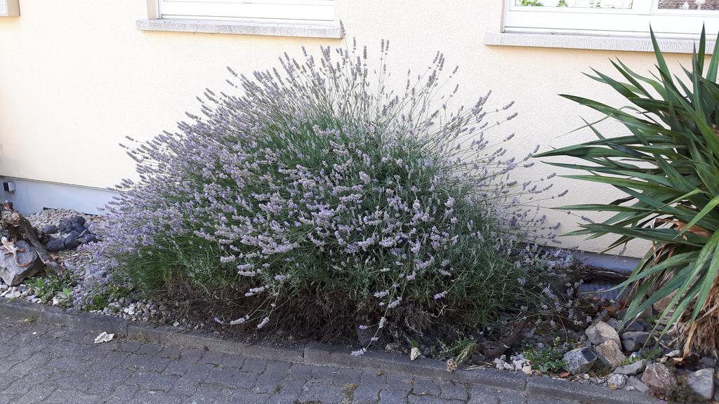 Winzerhof Senn Vogtsburg Exterior foto